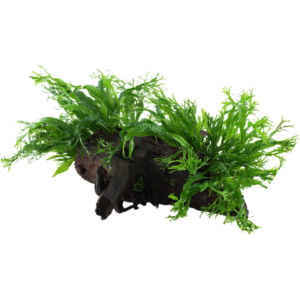 Microsorum Windelov on Wood - Large