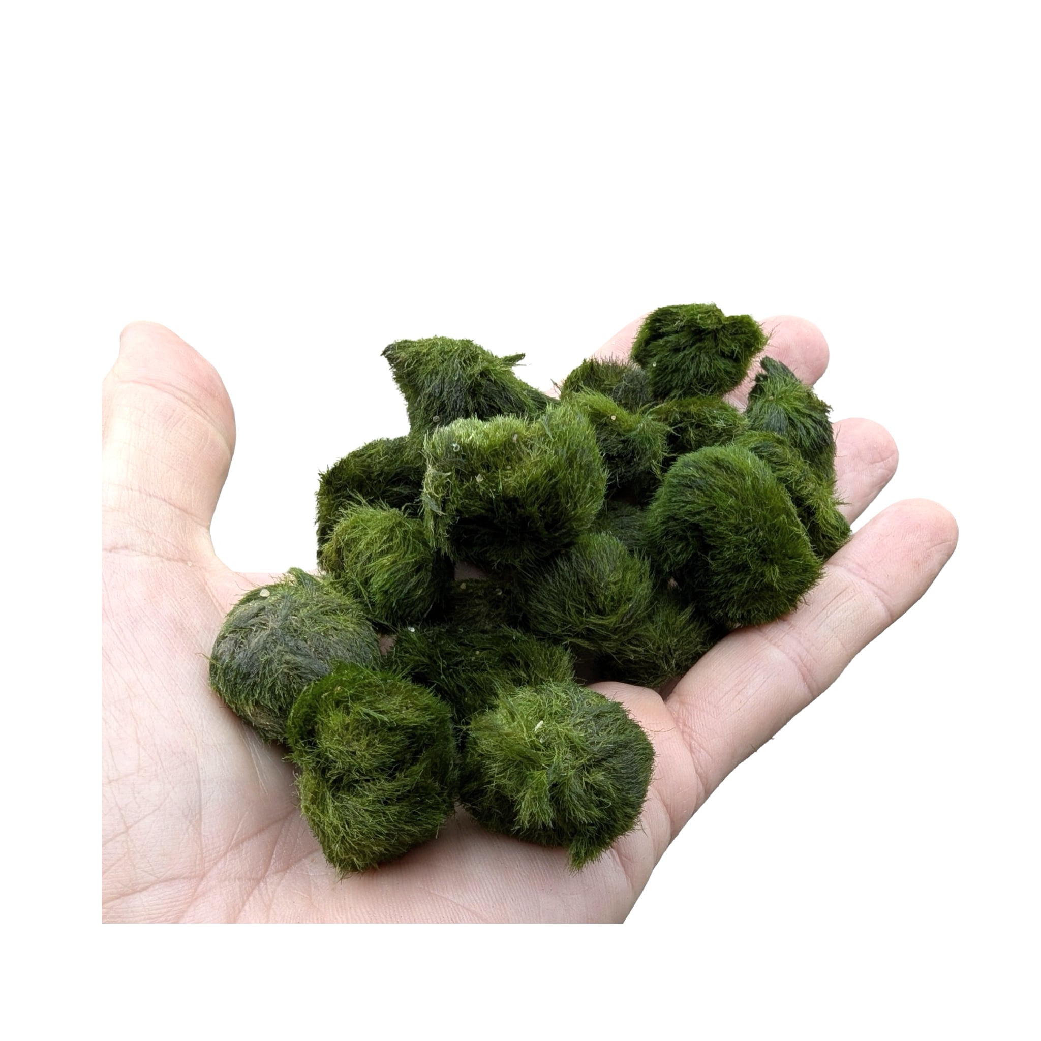 Aquarium Moss Ball Selection - Mix of 20 Balls