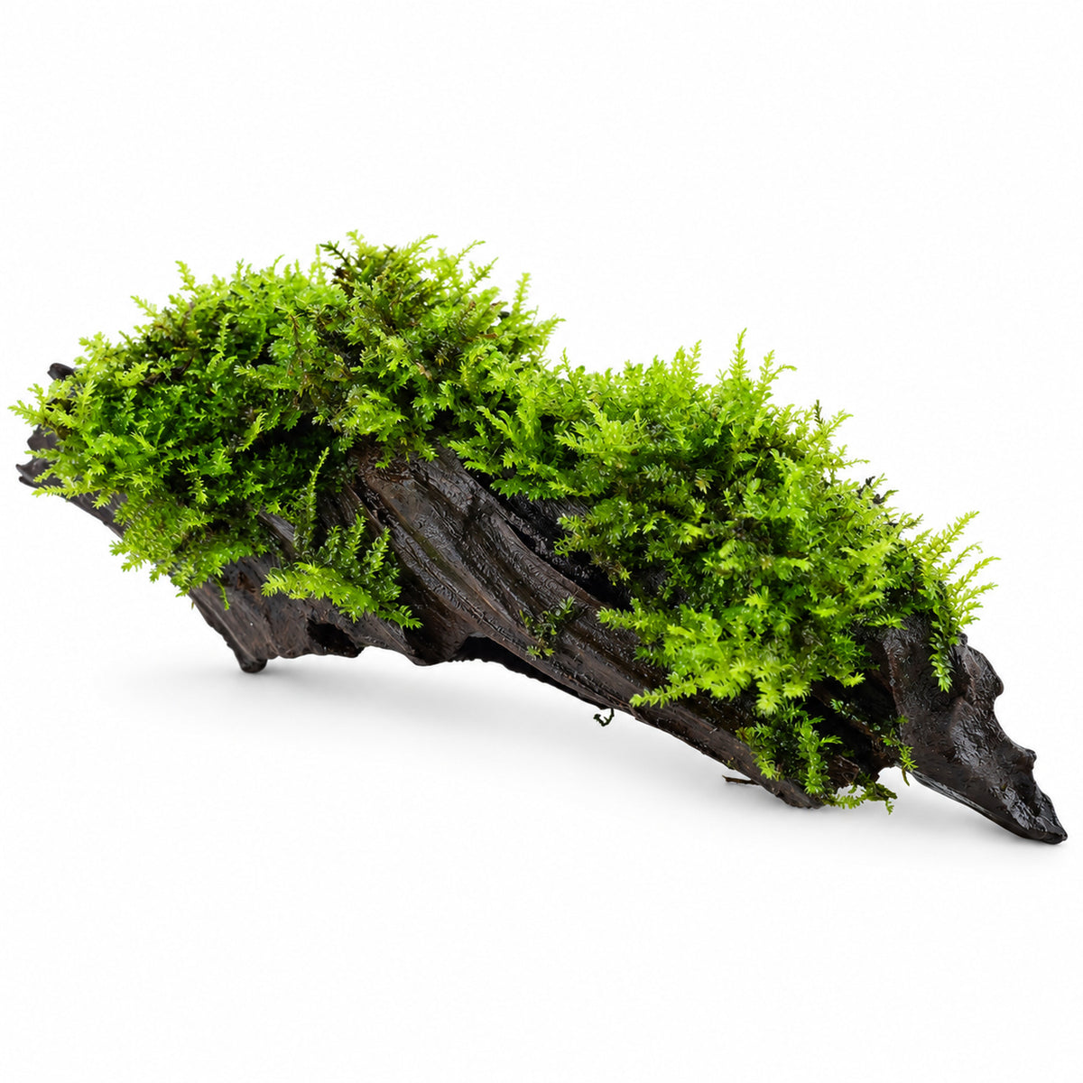 Moss on Driftwood