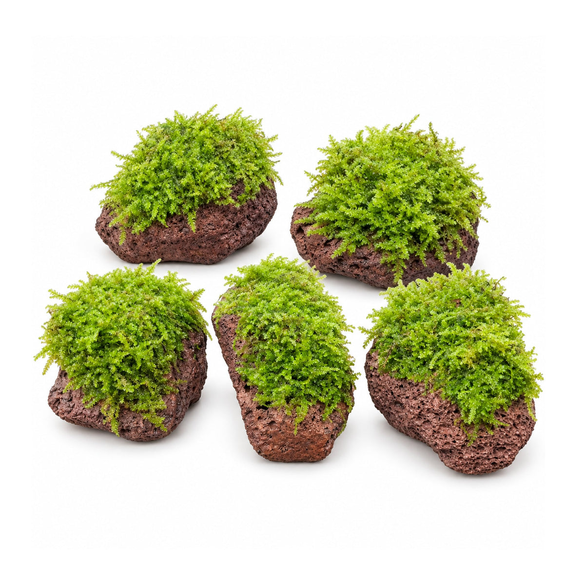 Moss on Lava - Small Size