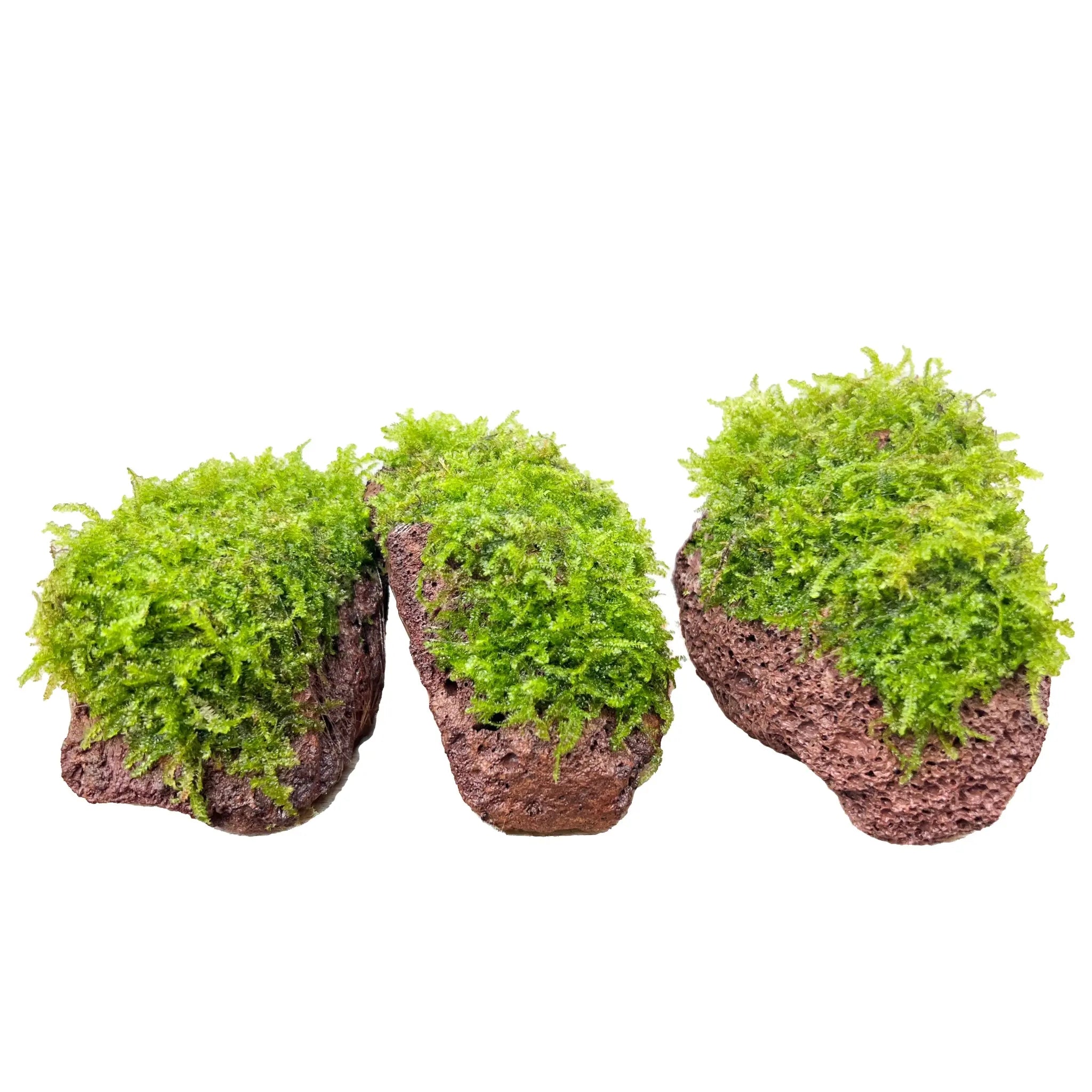 Moss on Lava - Medium Size - Aqua Essentials