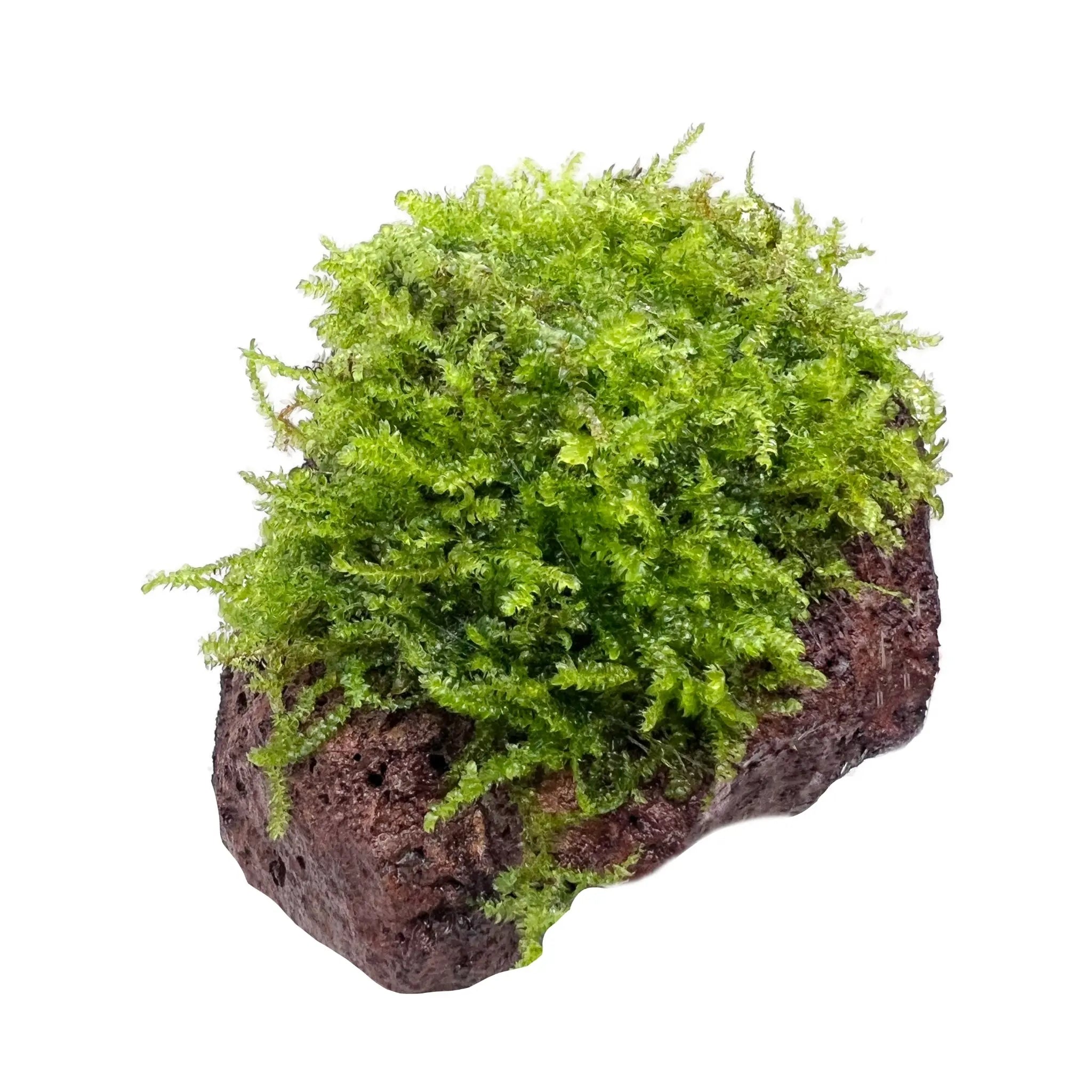 Moss on Lava - Medium Size - Aqua Essentials