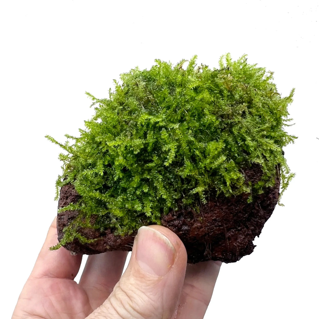 Moss on Lava - Medium Size - Aqua Essentials