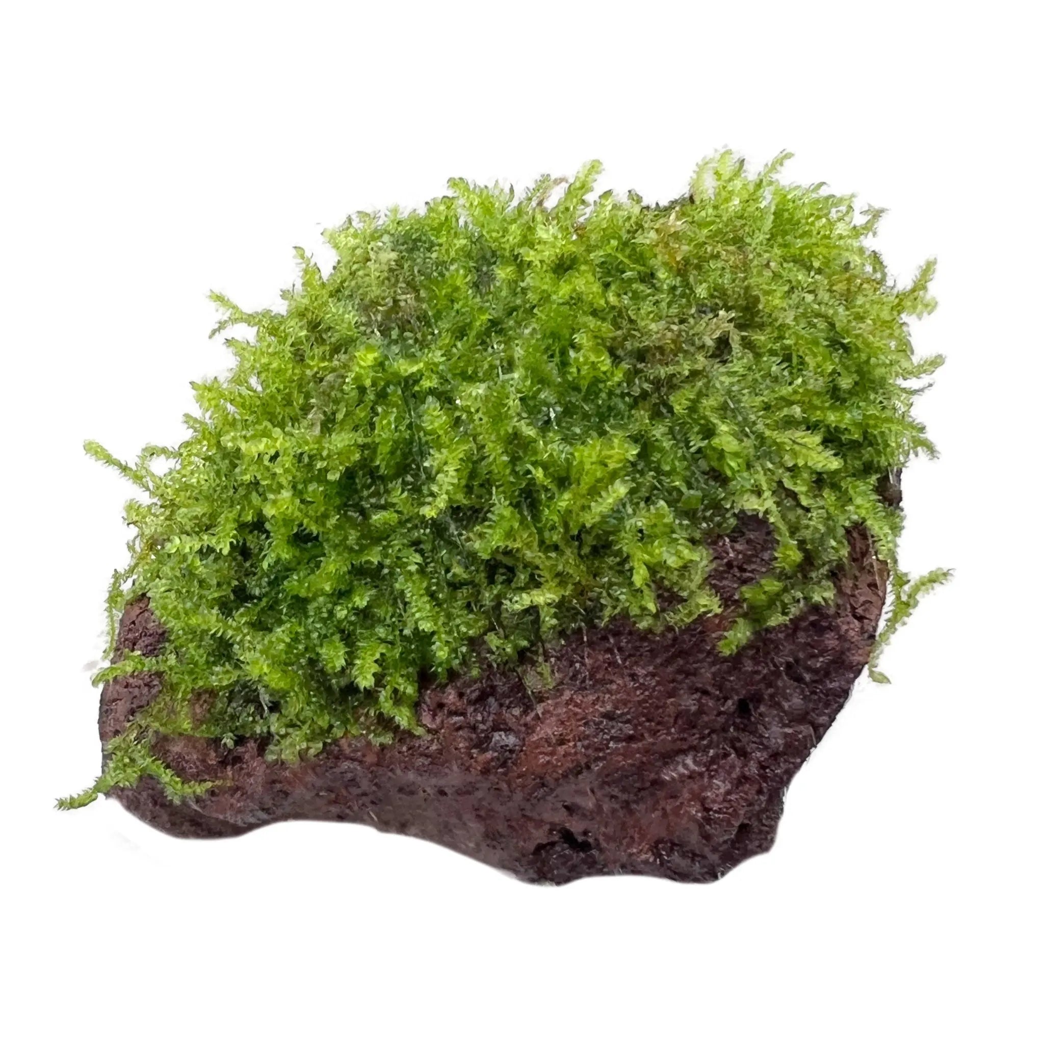 Moss on Lava - Medium Size - Aqua Essentials