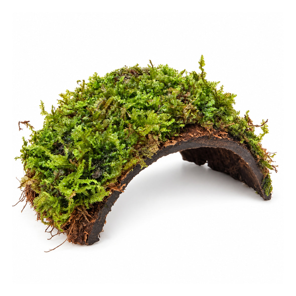 One Hole Coconut Cave with Moss - Natural Aquarium Shelter
