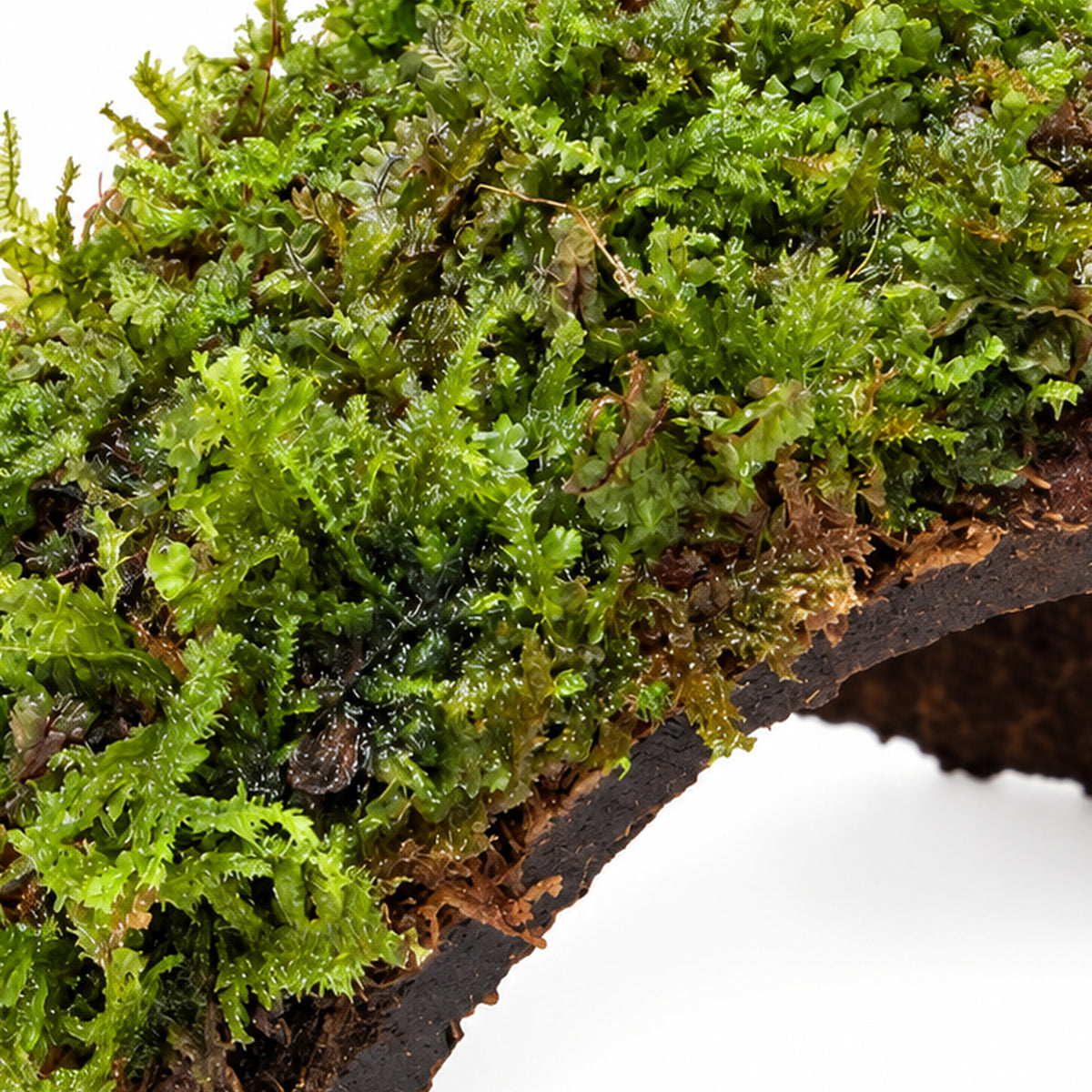 One Hole Coconut Cave with Moss - Natural Aquarium Shelter