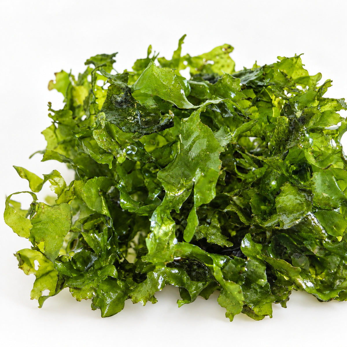 Pelia Moss Portion - Easy-Care Liverwort