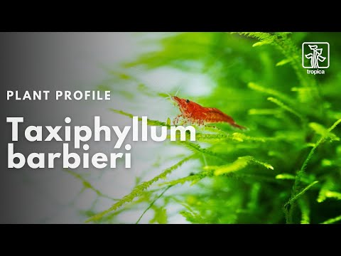 Taxiphyllum barbieri Bogor Moss (Java moss)