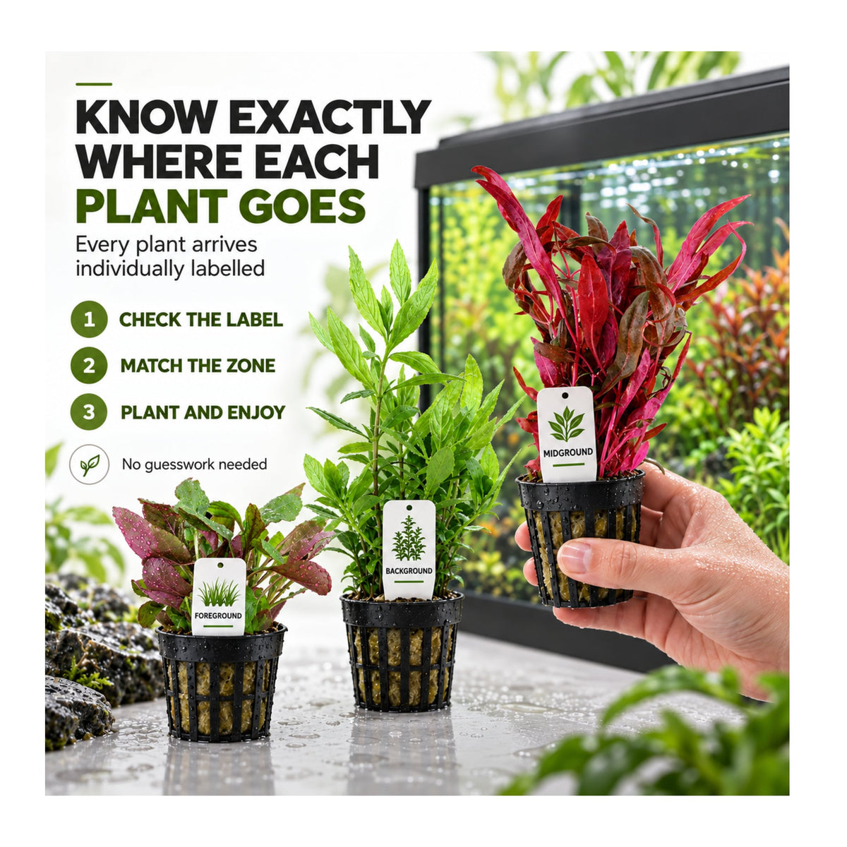 Juwel Rio 125 Aquarium Plant Collection – 20 or 30 Plants