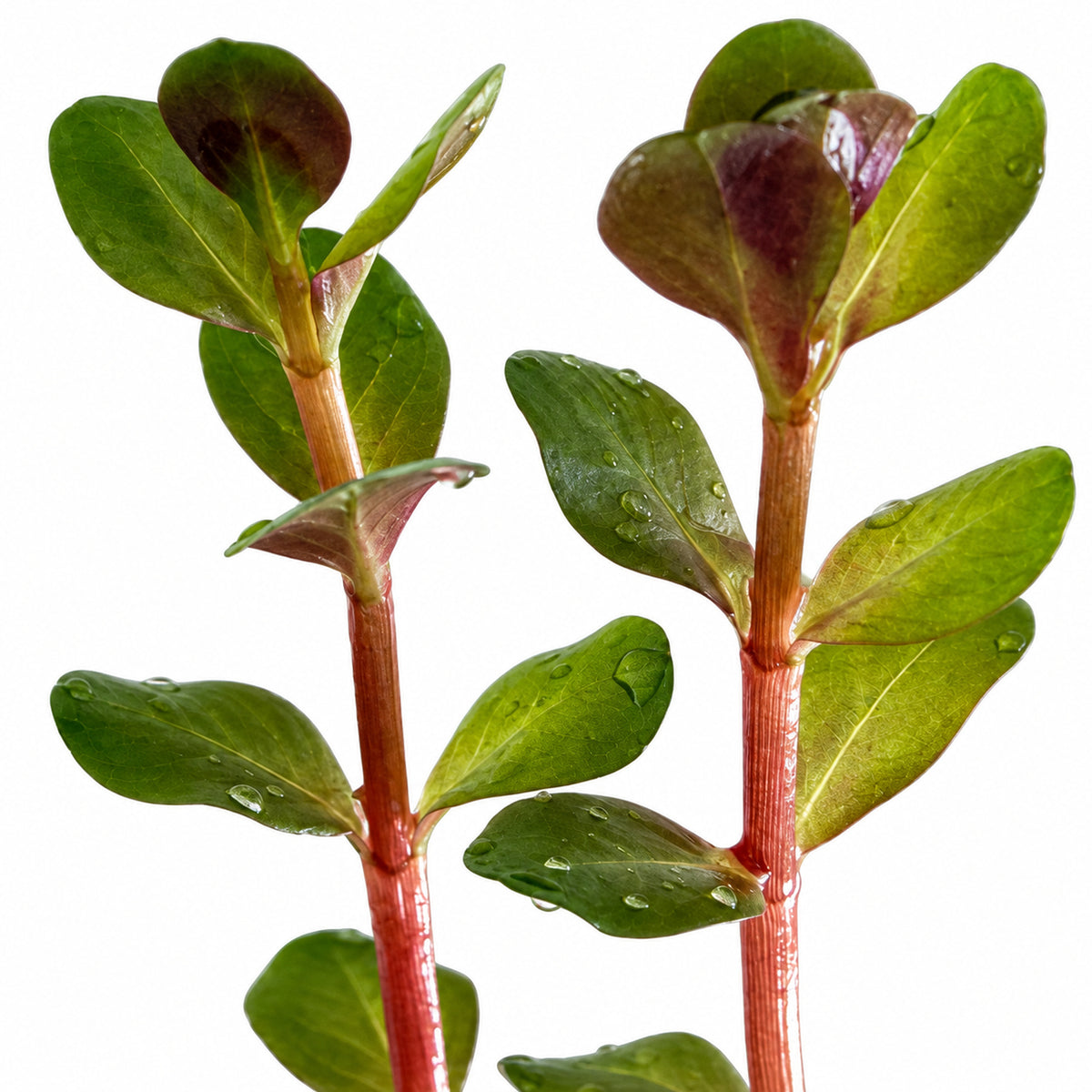 Rotala Blood Red