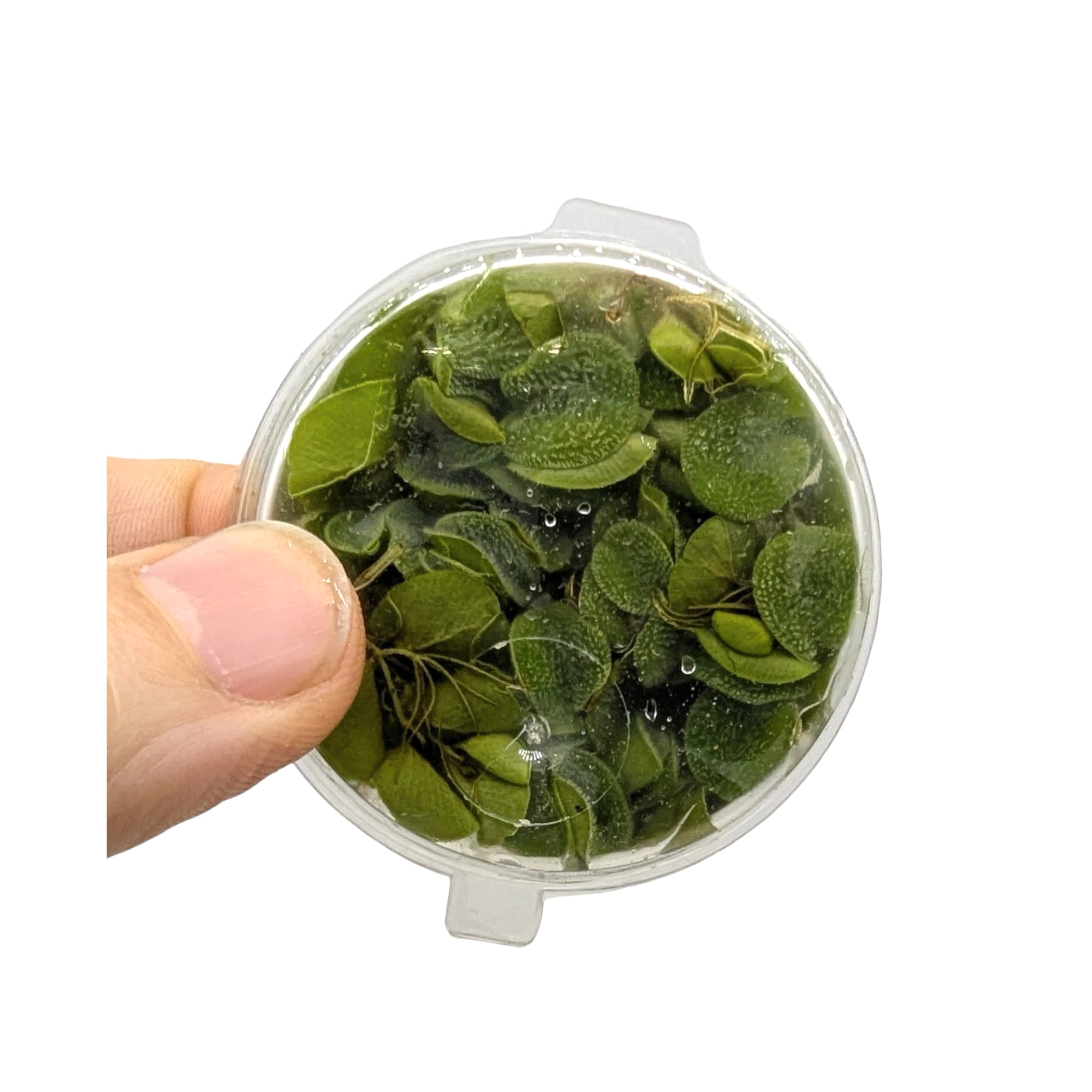 Salvinia natans (Water Spangles) - Easy Floating Plant for Algae Control & Fry Protection