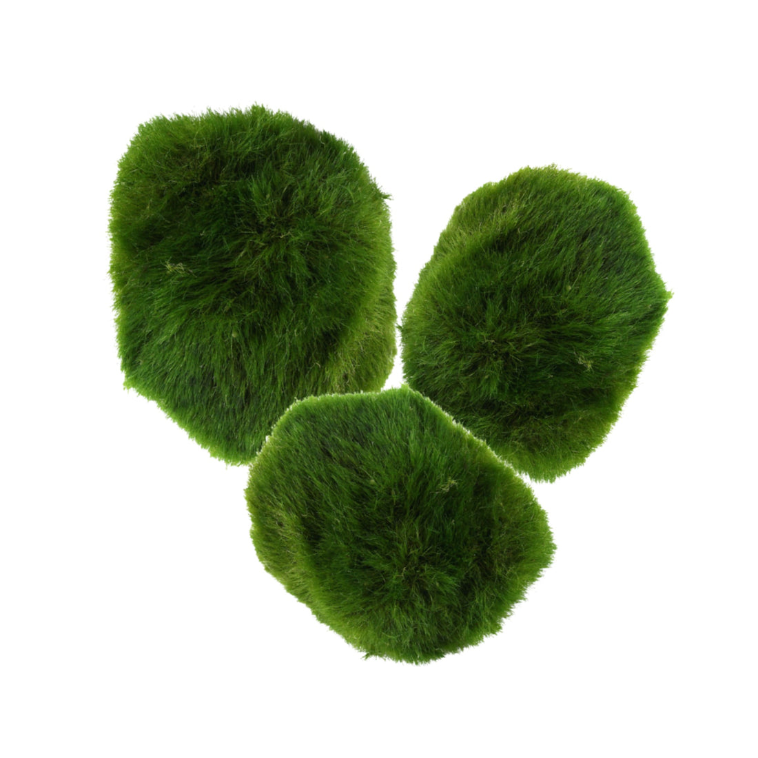 Marimo moss balls - Chladoflora (2cm) Set of 3
