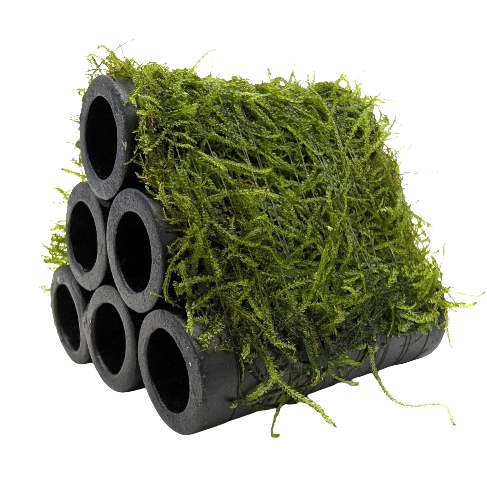 Java Moss Shrimp Shelter - Natural Ceramic Hide with Live Moss