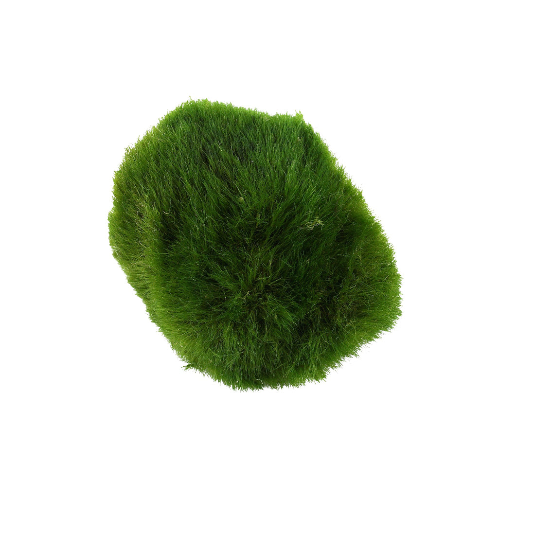Marimo moss ball (Chladoflora) - Mini