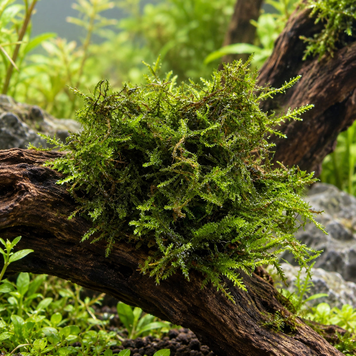 Taiwan Moss Portion - Feathery Aquarium Moss