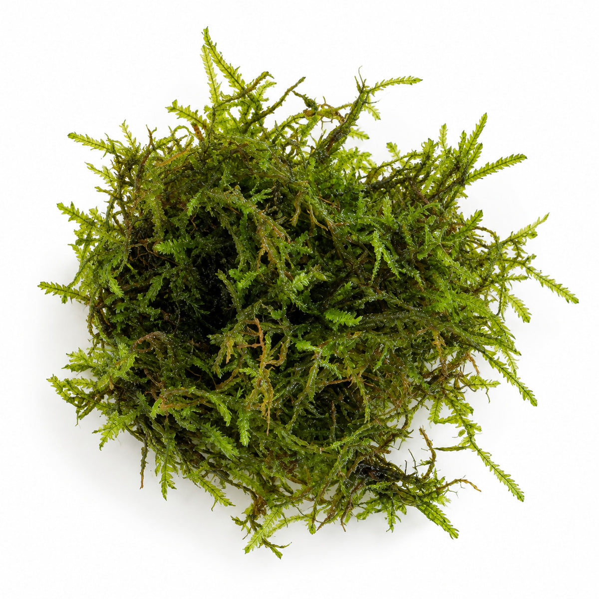 Taiwan Moss Portion - Feathery Aquarium Moss