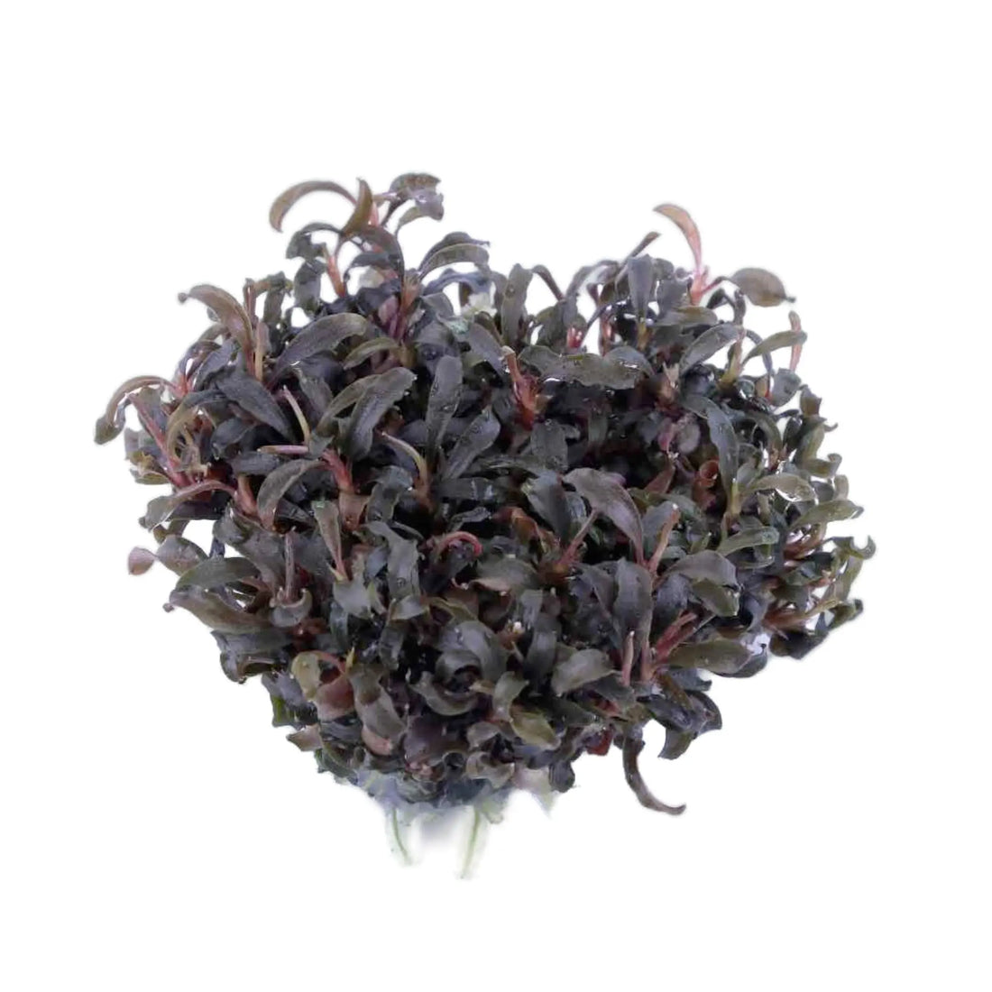 Tropica Bucephalandra Kedagang 1-2-GROW - Aqua Essentials