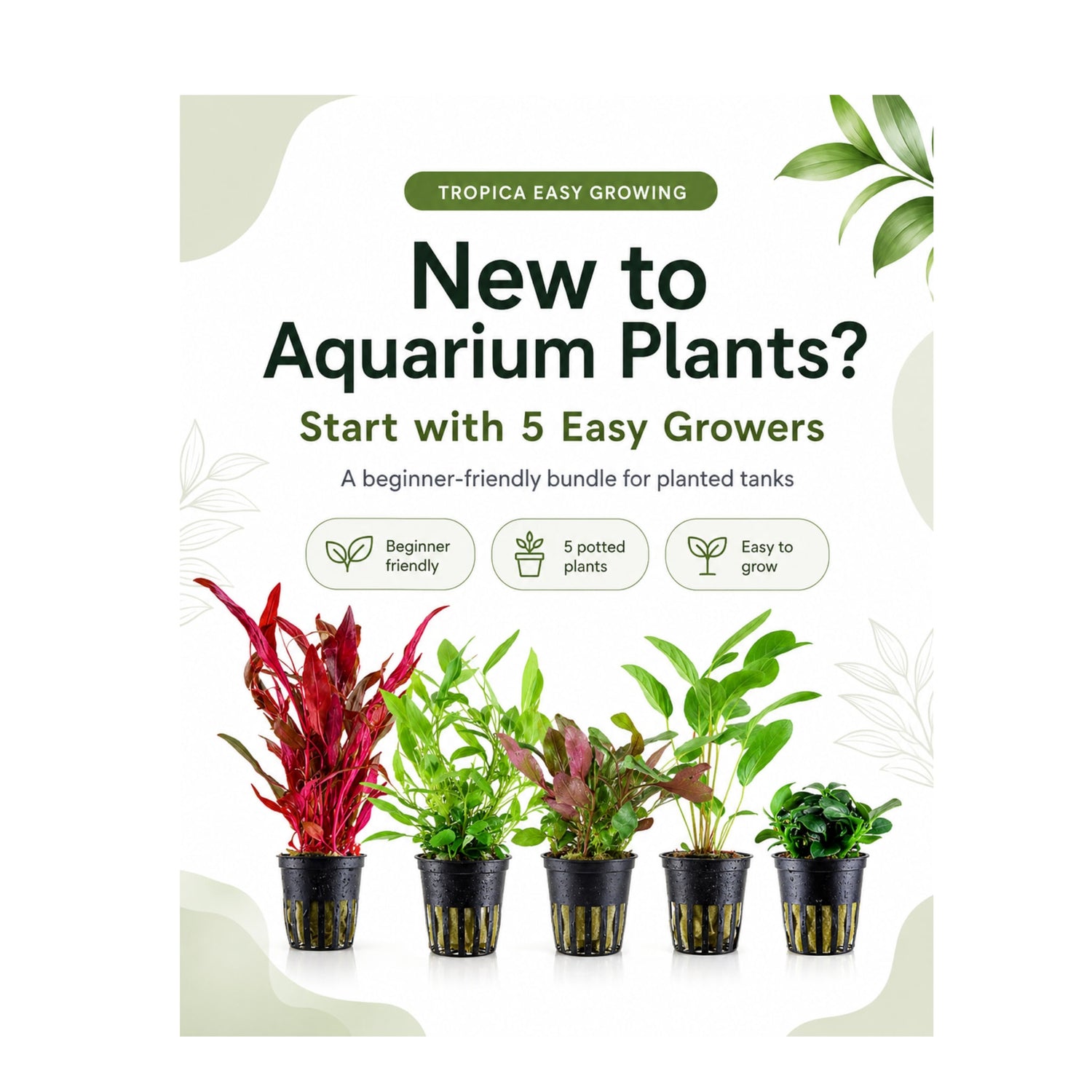 Tropica Beginner Aquarium Plant Bundle - 5 Easy-Care Live Plants