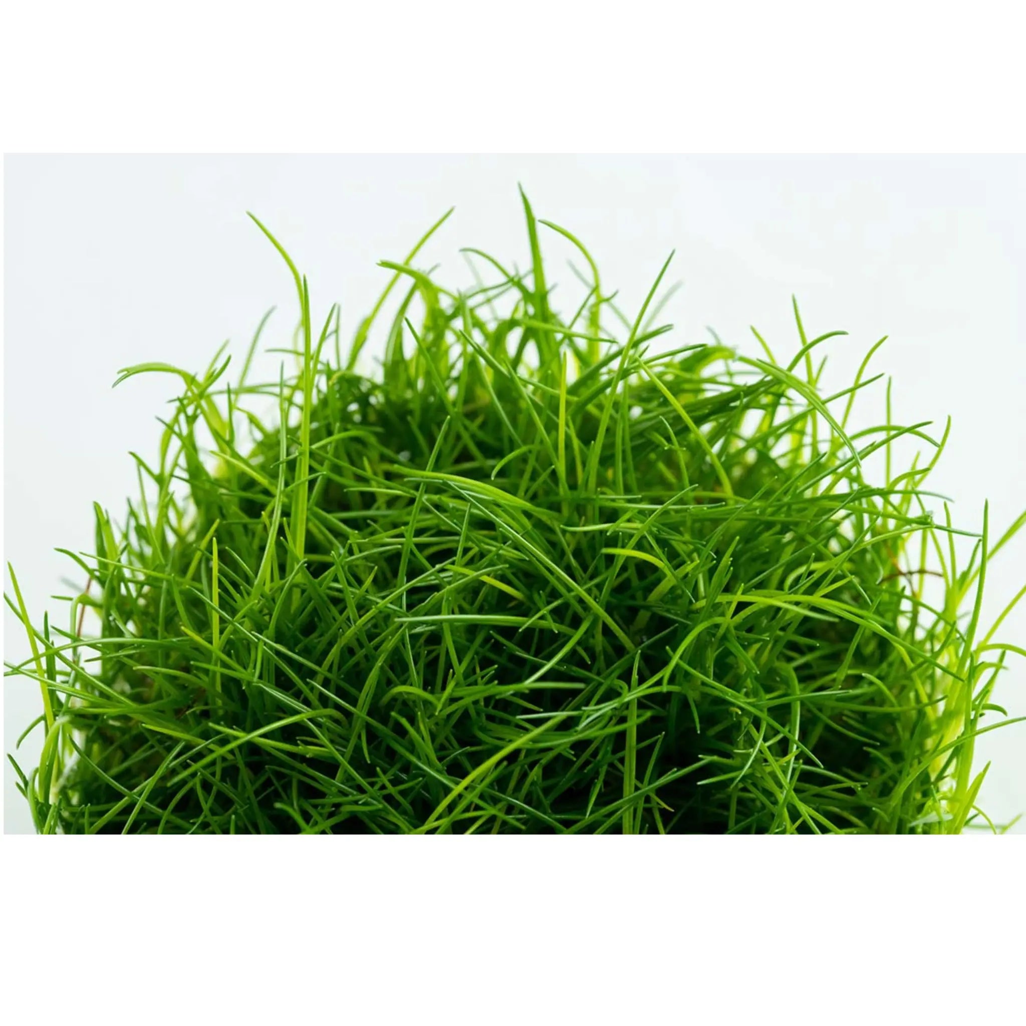 Tropica Eleocharis acicularis 1-2-GROW! - Aqua Essentials