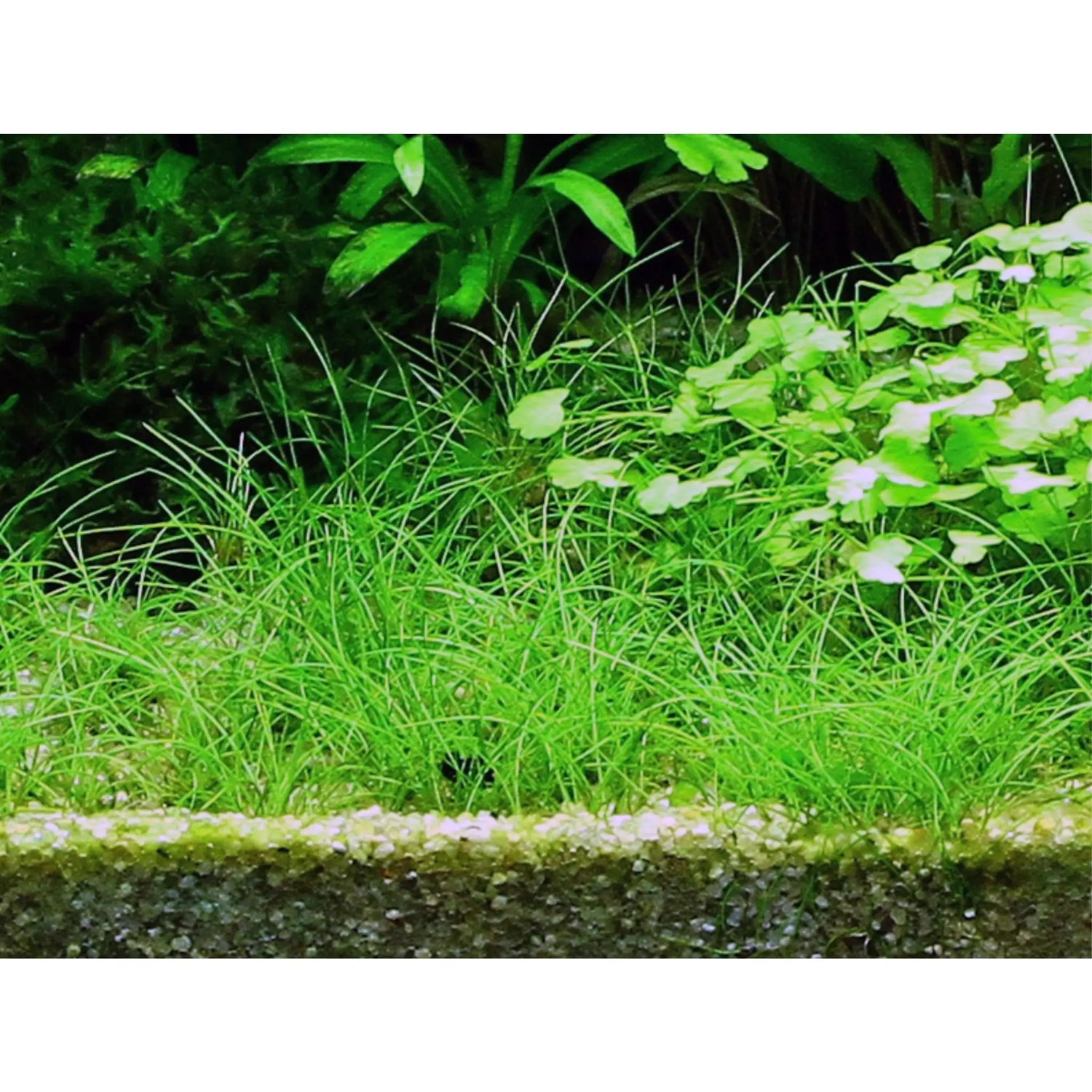 Tropica Eleocharis acicularis 1-2-GROW! - Aqua Essentials