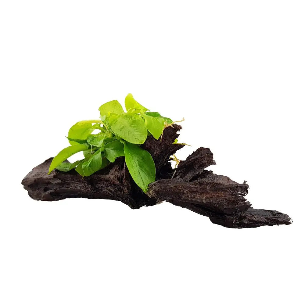 Anubias barteri var nana &
