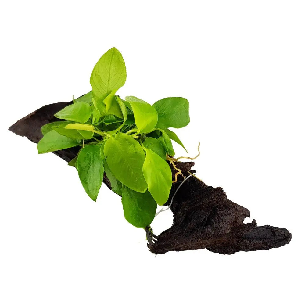 Anubias barteri var nana &