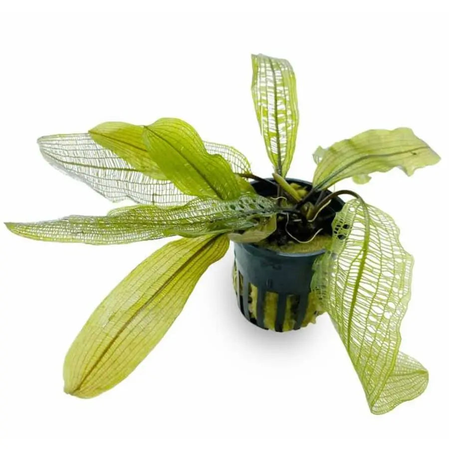 Aponogoton madagascariensis (WITH LEAVES) - Aqua Essentials