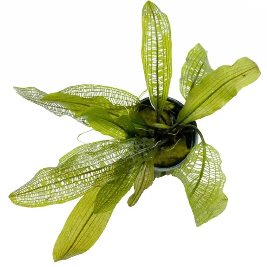 Aponogoton madagascariensis (WITH LEAVES) - Aqua Essentials
