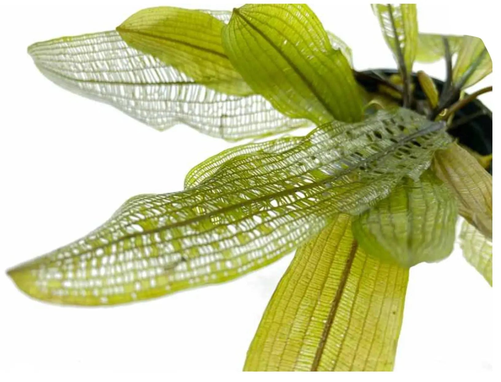 Aponogoton madagascariensis (WITH LEAVES) - Aqua Essentials