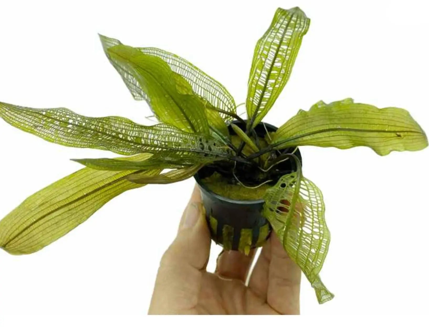 Aponogoton madagascariensis (WITH LEAVES) - Aqua Essentials