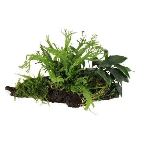 Anubias, Microsorum and Moss on Wood - XSmall - Aqua Essentials