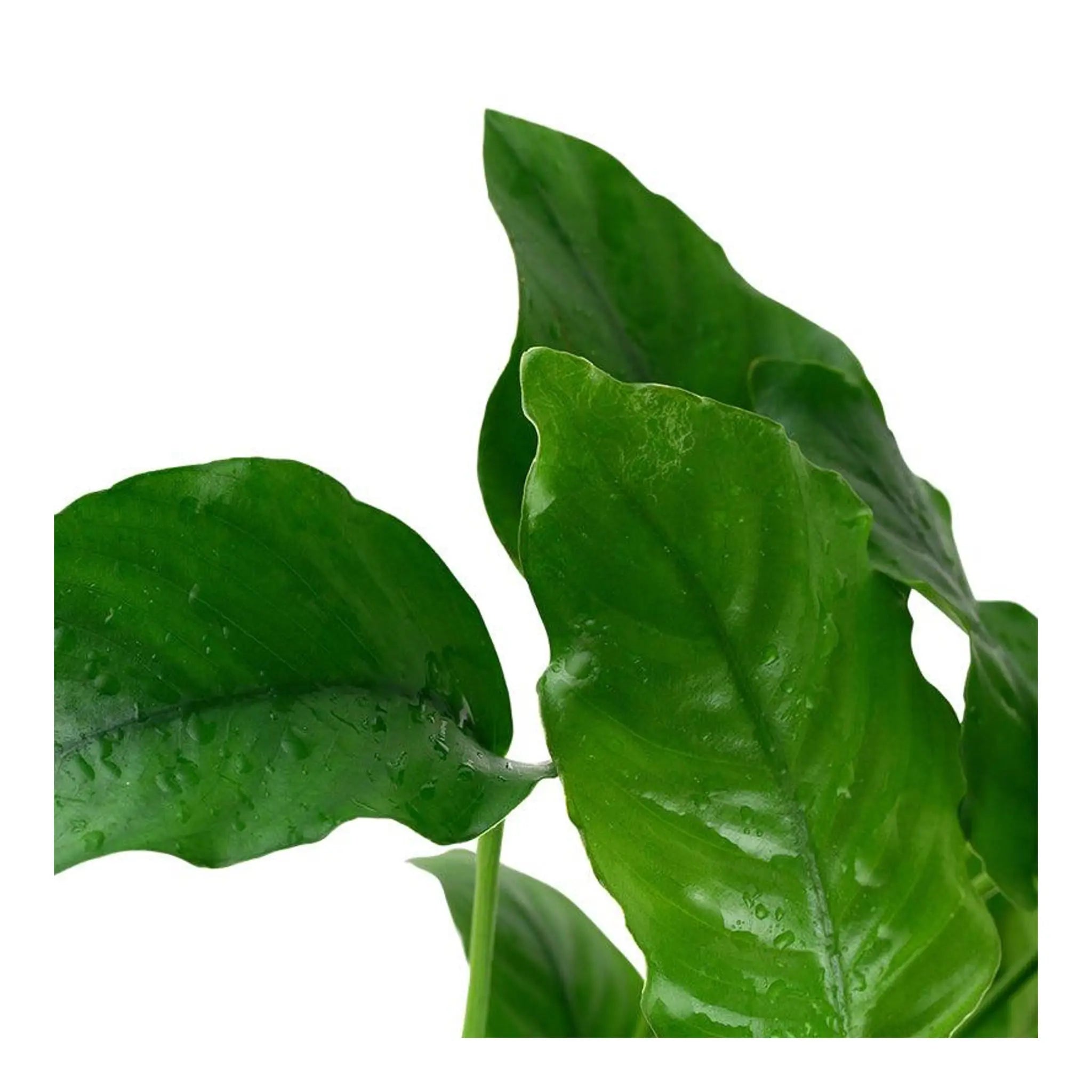 Anubias barteri - Aqua Essentials