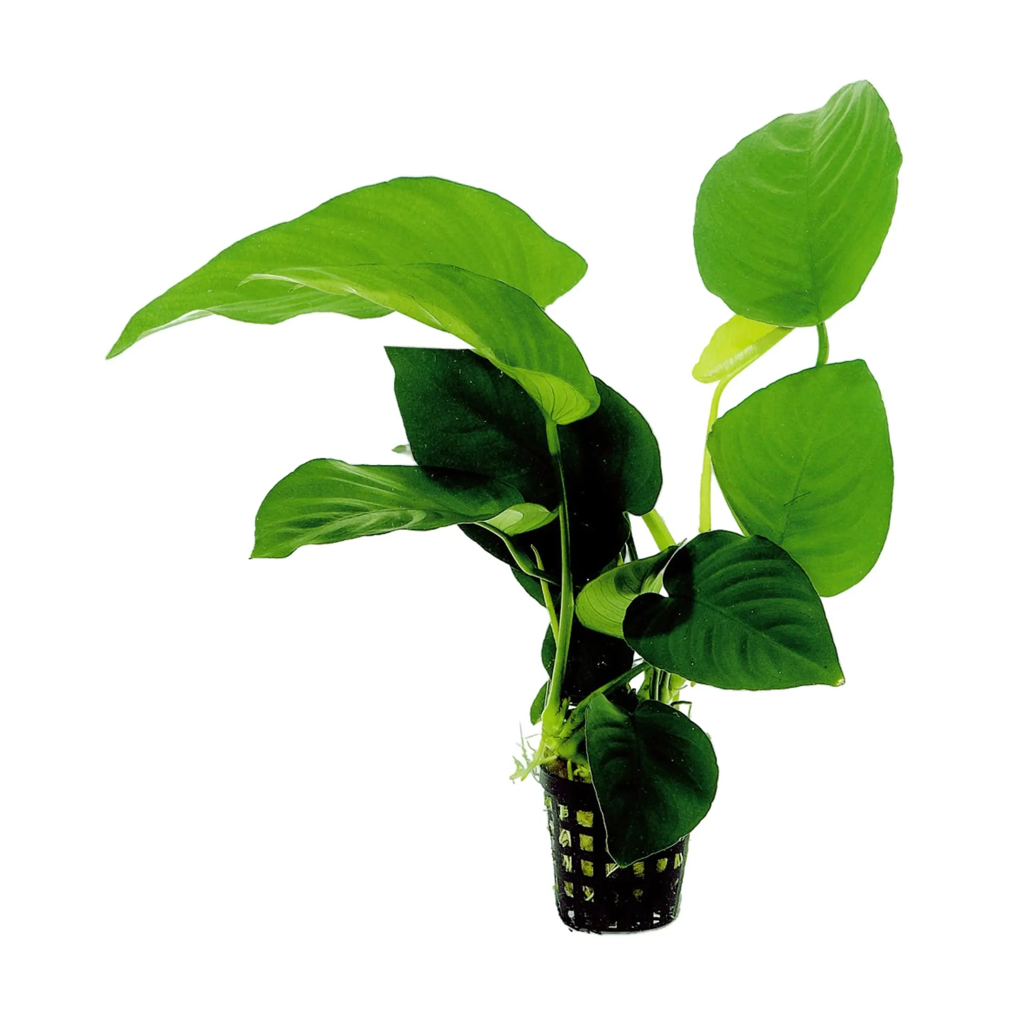 Anubias barteri - Aqua Essentials