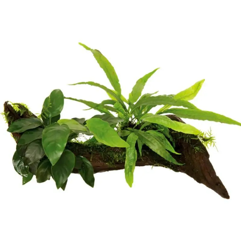 Anubias, Microsorum and Moss on Wood - Medium - Aqua Essentials