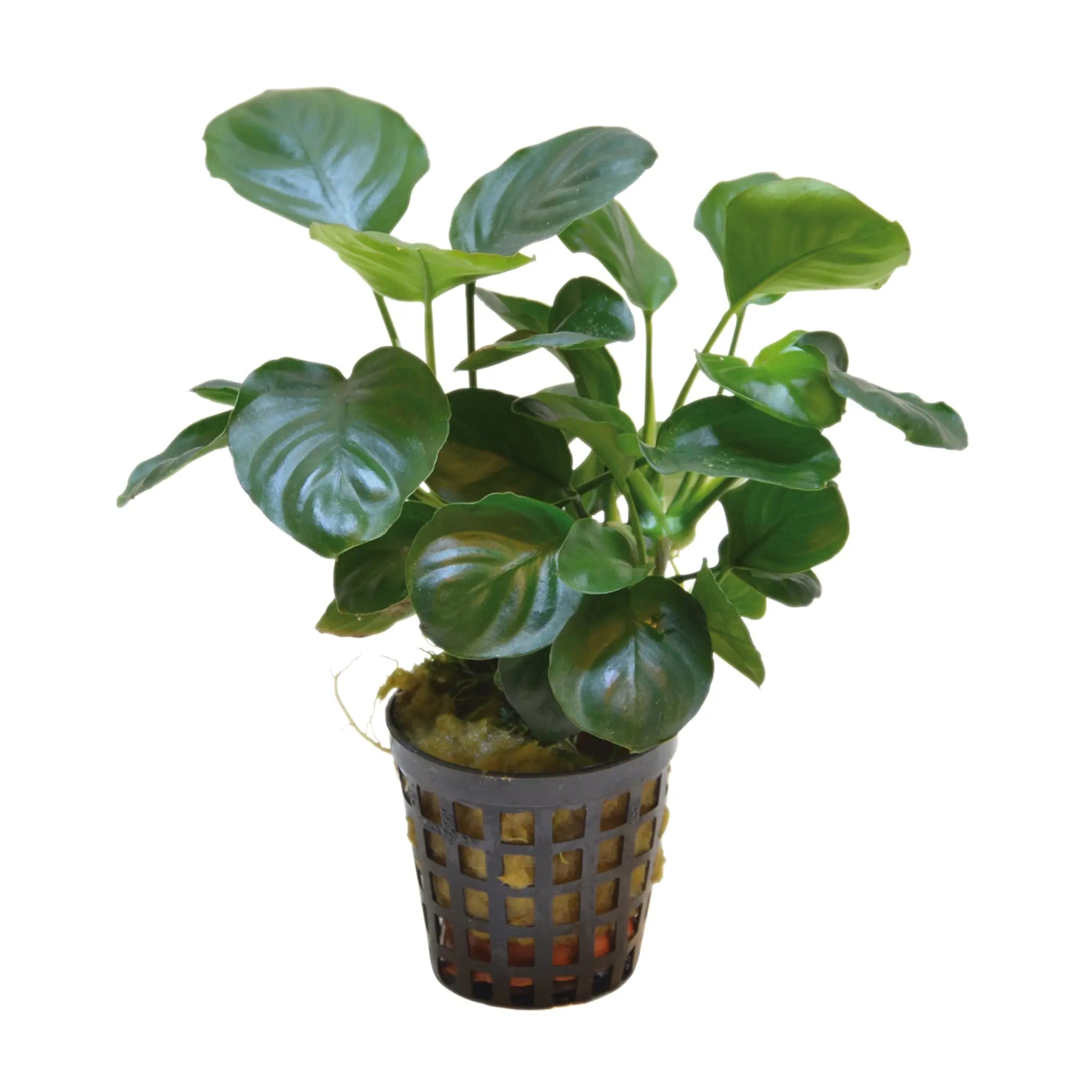 Anubias nana Coin - Aqua Essentials