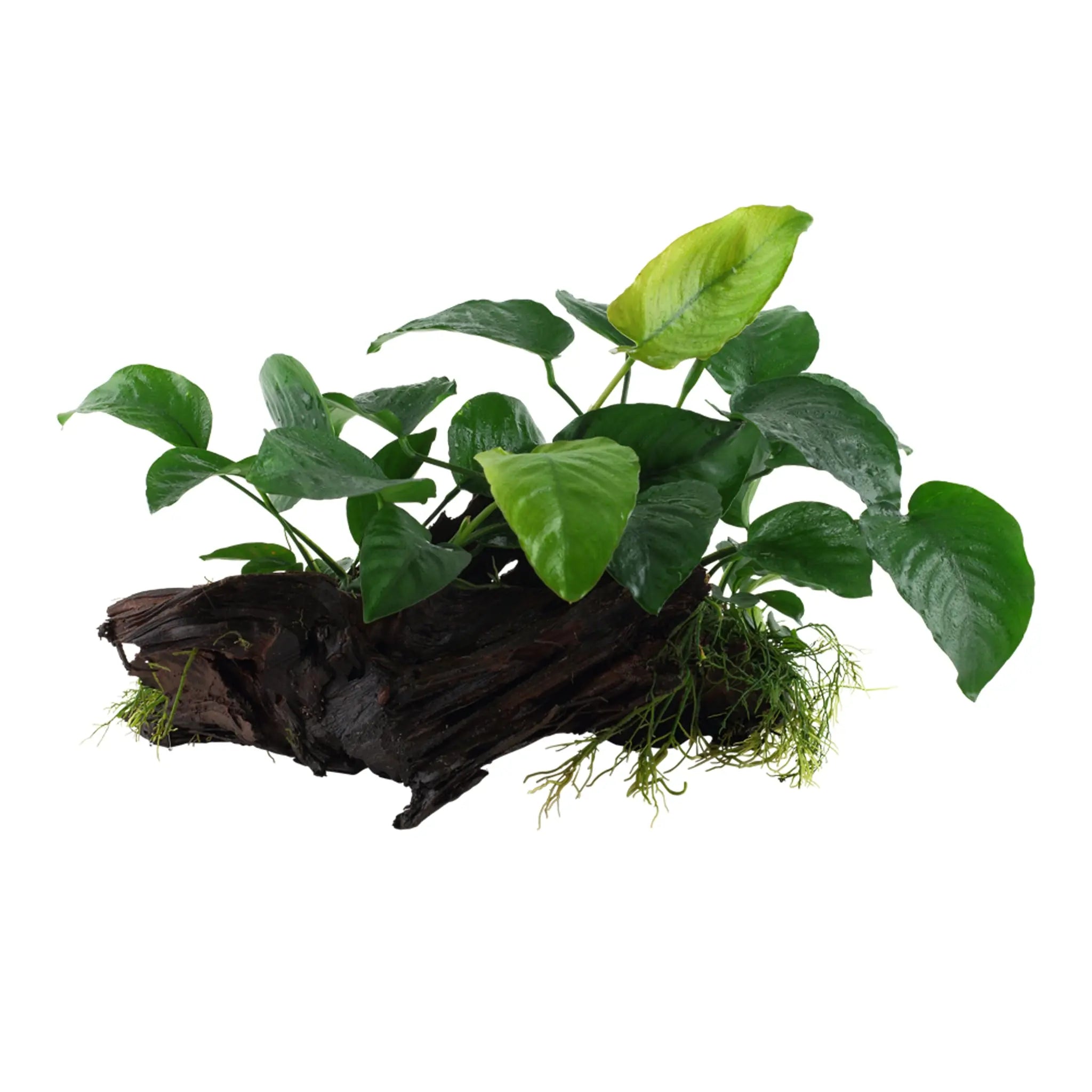 Anubias barteri sp on Bogwood - Aqua Essentials