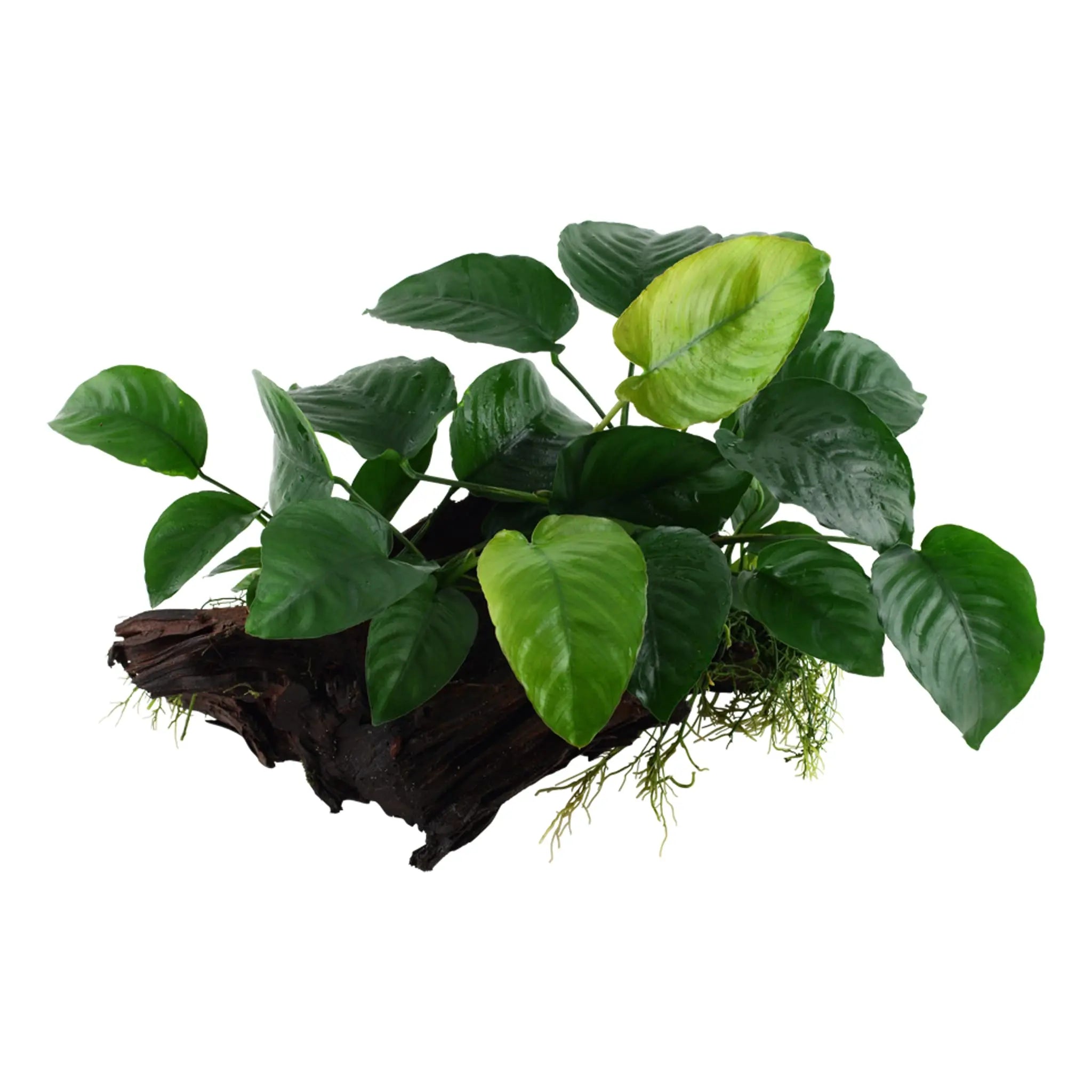 Anubias barteri sp on Bogwood - Aqua Essentials