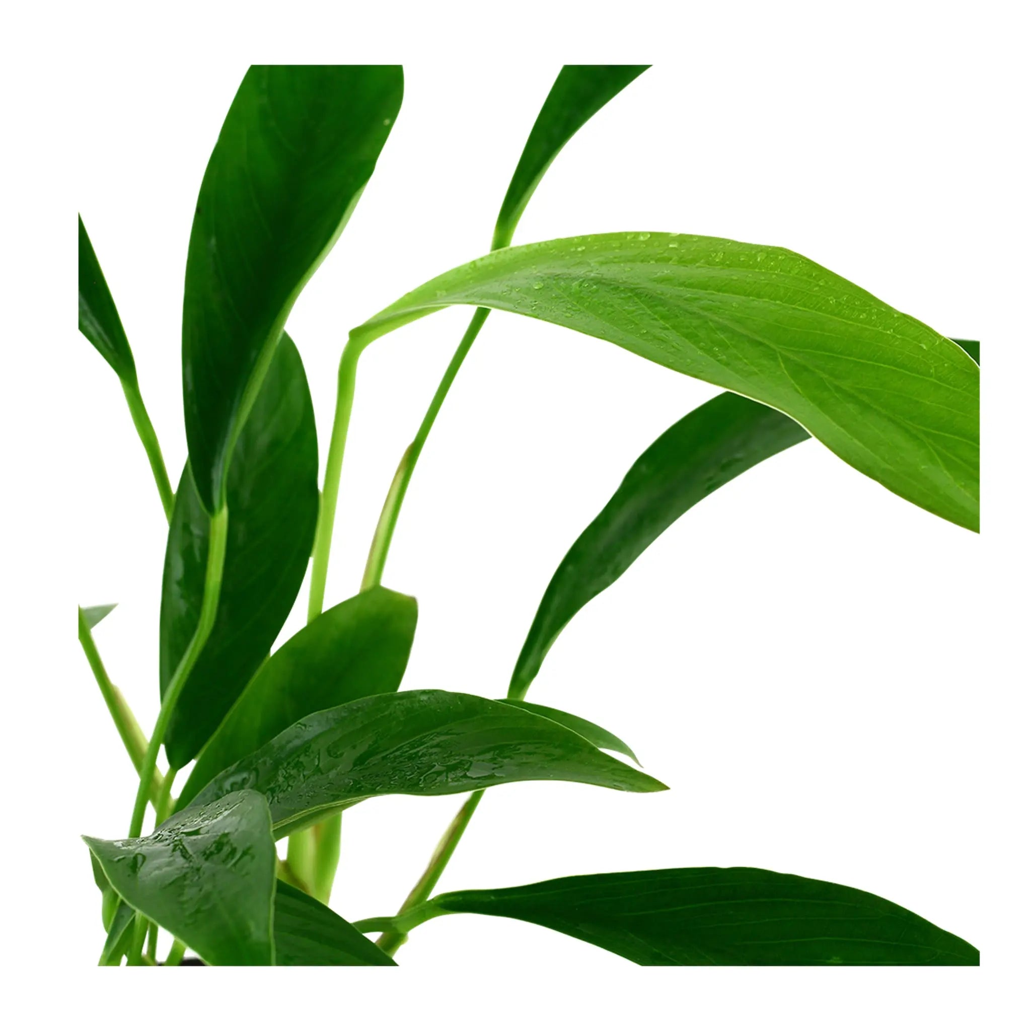 Anubias barteri var. glabra Aquarium Plant