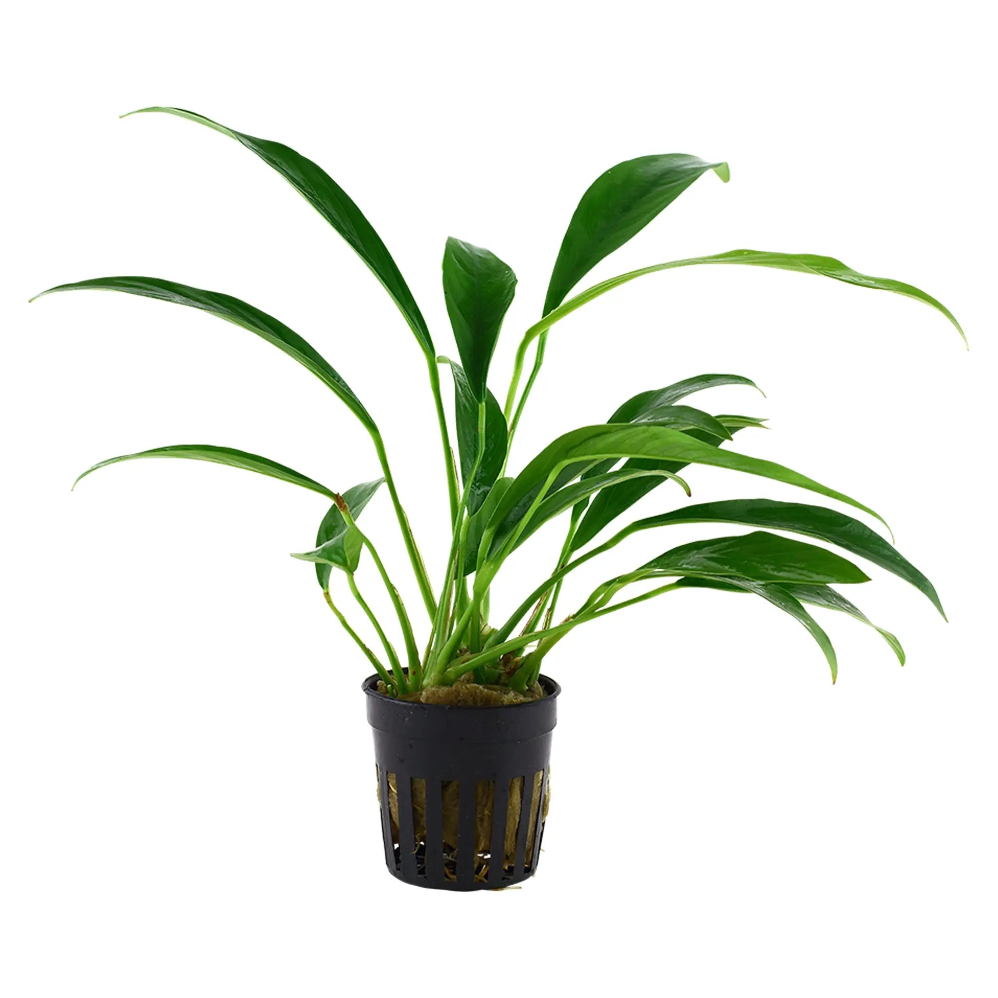 Anubias barteri var. glabra Aquarium Plant