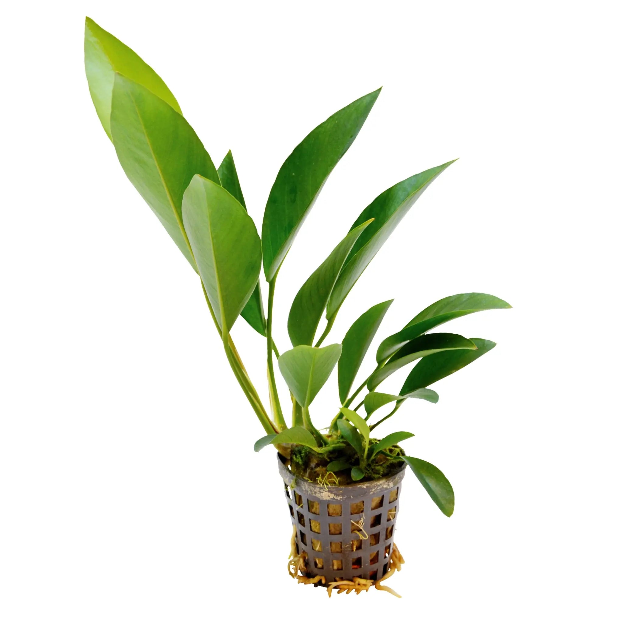 Anubias congensis