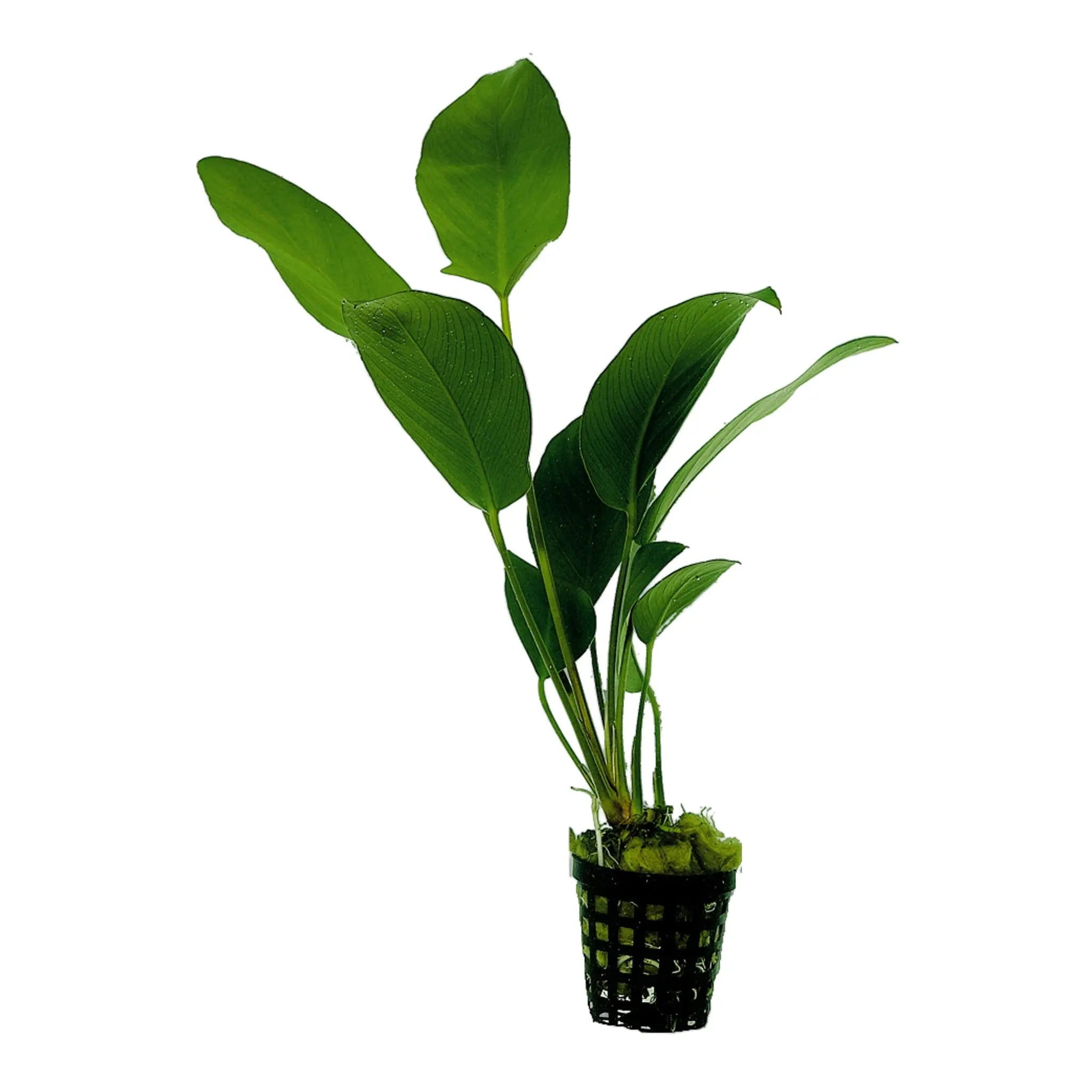 Anubias hastifolia - Aqua Essentials