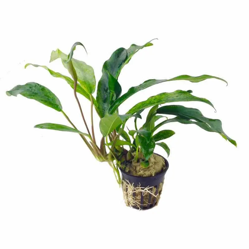 Anubias minima - Aqua Essentials