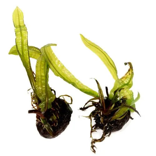 Aponogeton boivinianus Bulb - Aqua Essentials