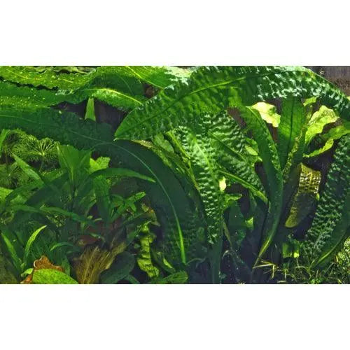 Aponogeton boivinianus Bulb - Aqua Essentials