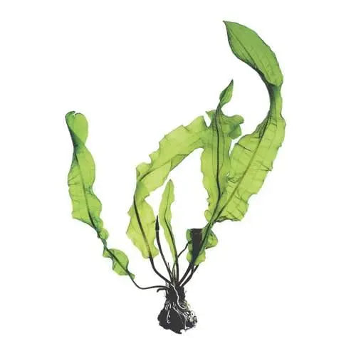 Aponogeton longiplumulosis Bulb - Aqua Essentials