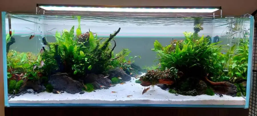 Black Lava Rock - per kg - Aqua Essentials