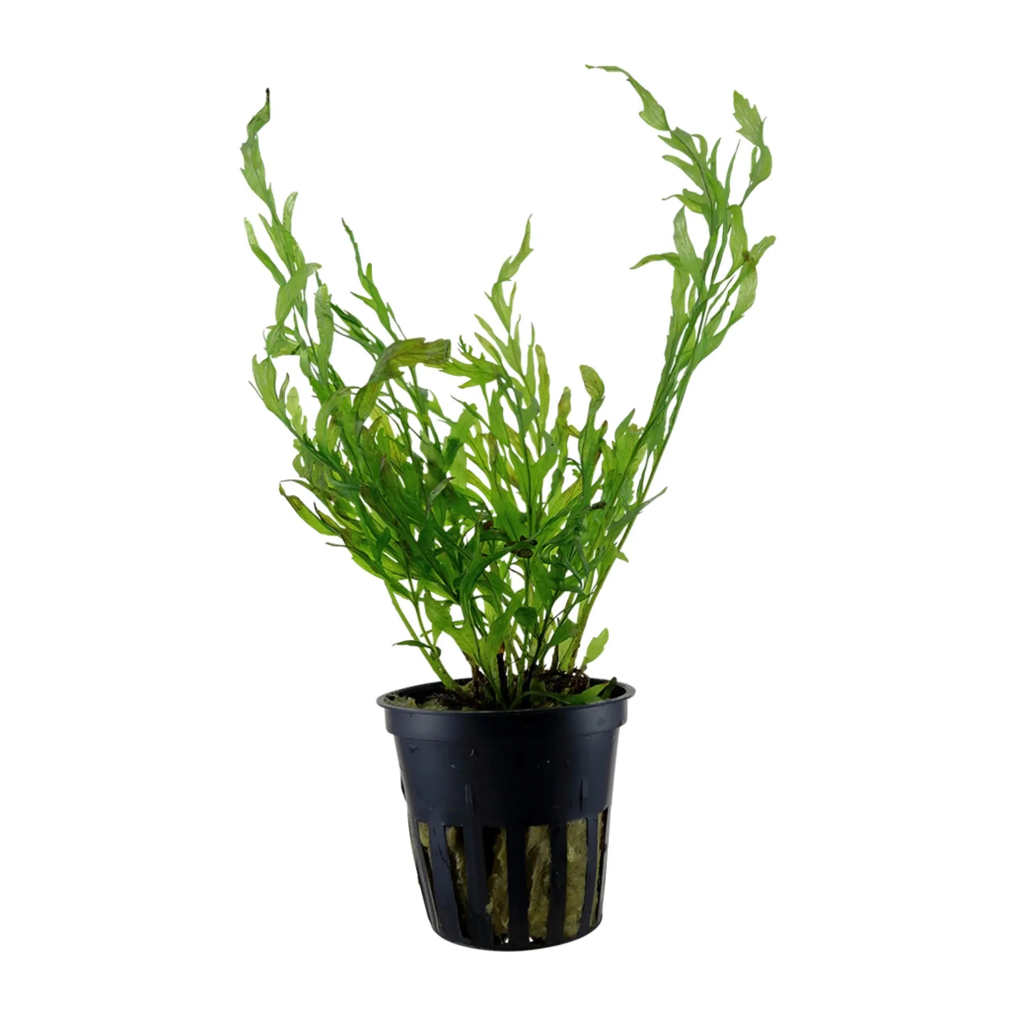 Bolbitis heudelotii (Congo fern) - Aqua Essentials
