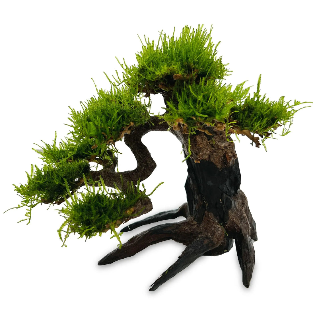 Bonsai Tree with Moss - Medium Size - Aqua Essentials