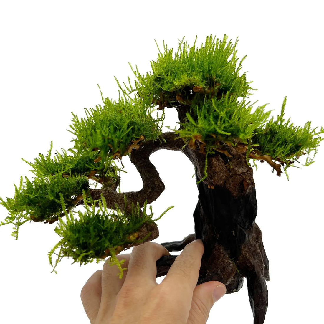 Bonsai Tree with Moss - Medium Size - Aqua Essentials