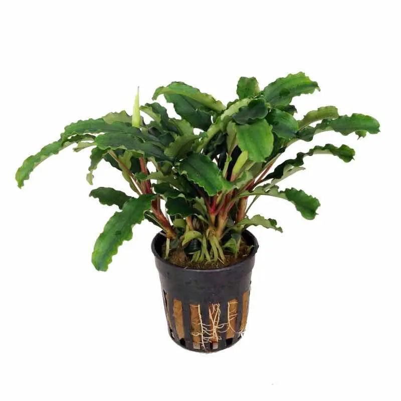 Bucephalandra sintang - Aqua Essentials